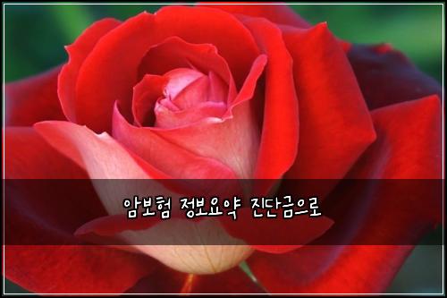 암보험 정보요약  진단금으로