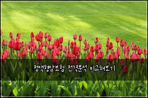 정액형암보험 전격분석  비교해보기