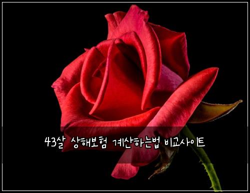 43살 상해보험 계산하는법  비교사이트