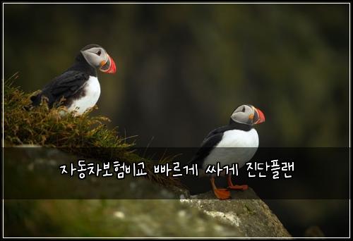 자동차보험비교 빠르게 싸게 진단플랜