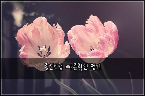 종신보험 빠른확인  정기