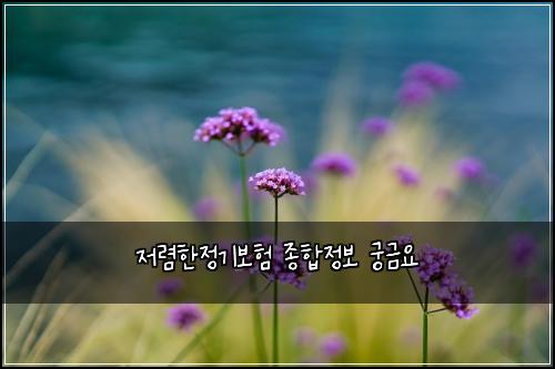 저렴한정기보험 종합정보  궁금요