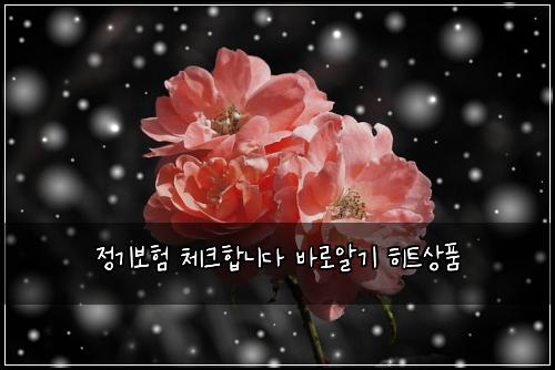 정기보험 체크합니다  바로알기 히트상품