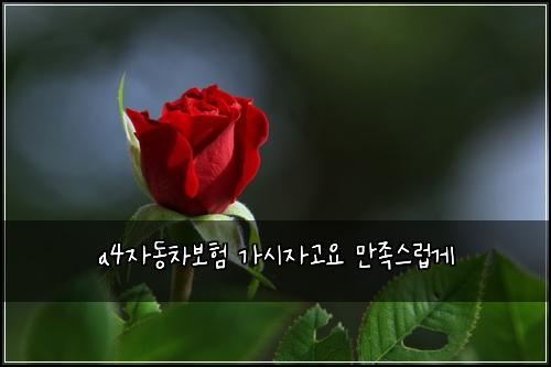 a4자동차보험 가시자고요  만족스럽게