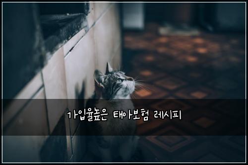 가입율높은 태아보험 레시피 