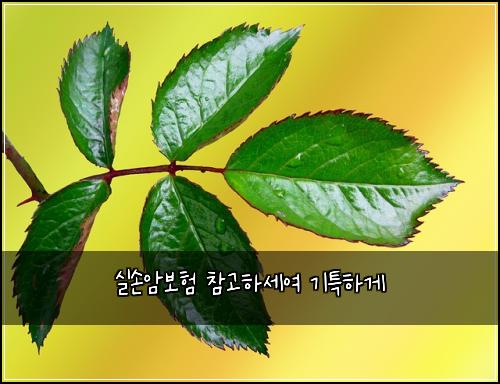 실손암보험 참고하세여  기특하게