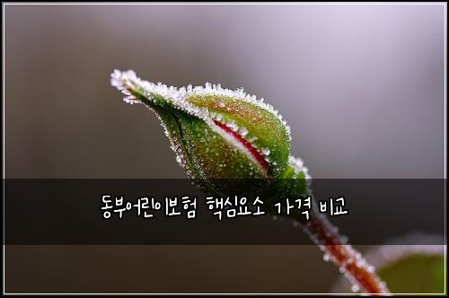 동부어린이보험 핵심요소  가격 비교