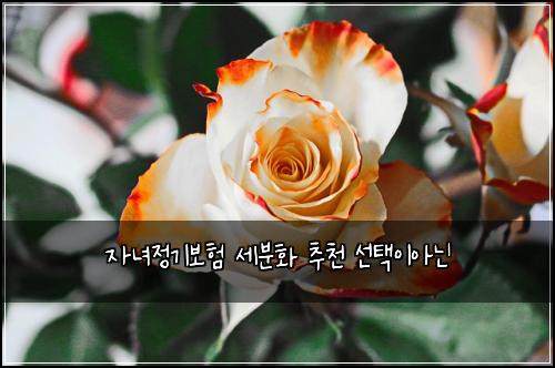 ์๋
์ ๊ธฐ๋ณดํ ์ธ๋ถํ ์ถ์ฒ ์ ํ์ด์๋