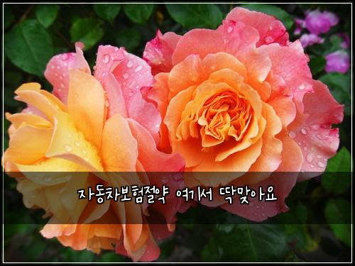 ์๋์ฐจ๋ณดํ์ ์ฝ ์ฌ๊ธฐ์ ๋ฑ๋ง์์