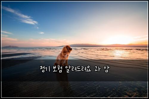 정기 보험 알려드려요  과 암