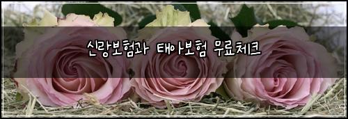 신랑보험과 태아보험 무료체크
