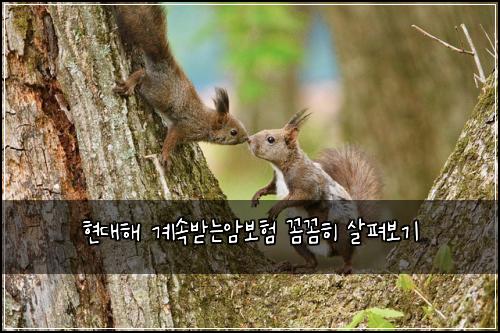 현대해 계속받는암보험 꼼꼼히 살펴보기