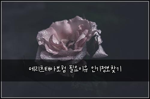 ๋ฉ๋ฆฌ์ธ ํ์๋ณดํ ํ์์ด์ ์ธ๊ธฐ์ ๋ณด์ฐพ๊ธฐ