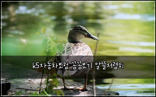 k5자동차보험 꼼꼼보기  알뜰저렴히