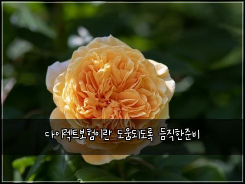 다이렉트보험이란 도움되도록 듬직한준비