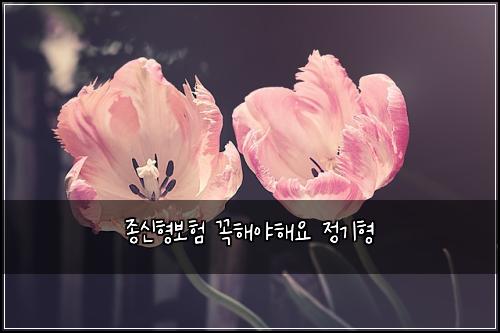 종신형보험 꼭해야해요  정기형