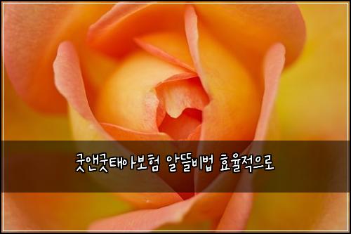 굿앤굿태아보험 알뜰비법  효율적으로