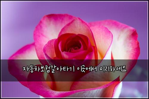 자동차보험갈아타기 이곳에서 미리하세요