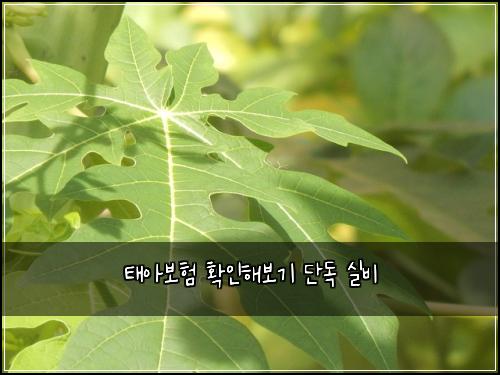 태아보험 확인해보기  단독 실비