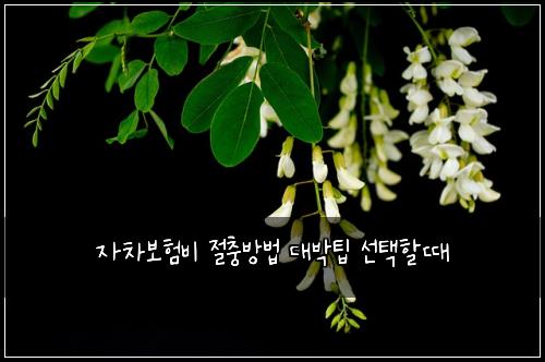 자차보험비 절충방법 대박팁 선택할때