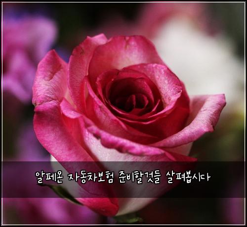 알페온 자동차보험 준비할것들  살펴봅시다