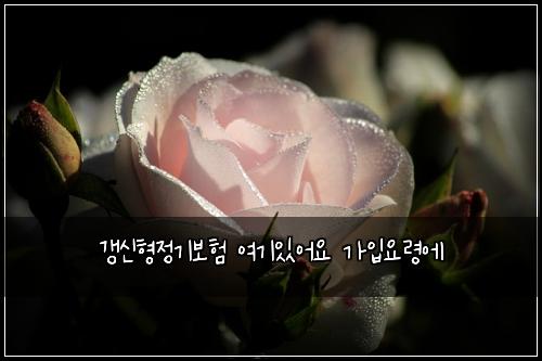 갱신형정기보험 여기있어요  가입요령에