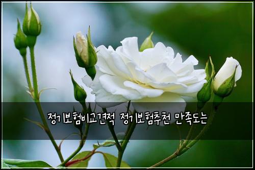 정기보험비교견적 정기보험추천 만족도는