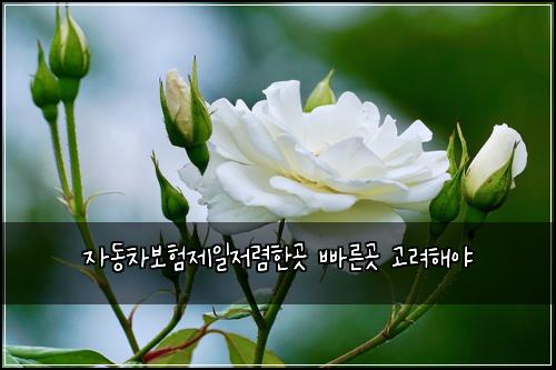 자동차보험제일저렴한곳 빠른곳 고려해야