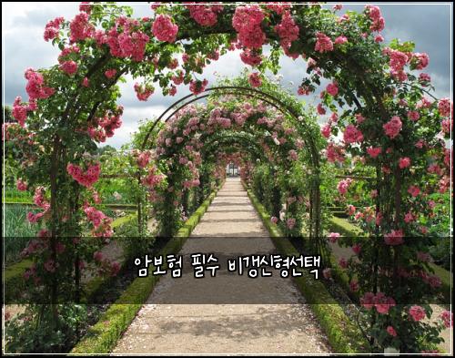 암보험 필수  비갱신형선택