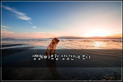 생명태아보험 상담안내  보다