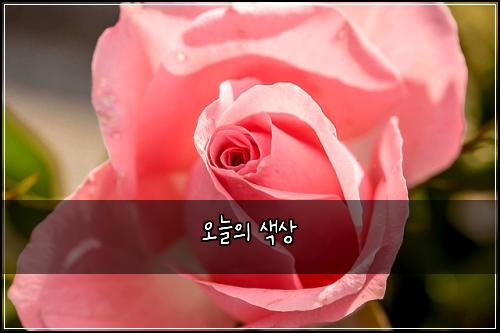 오늘의 색상