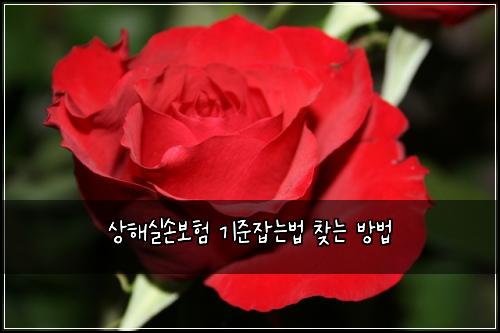 상해실손보험 기준잡는법  찾는 방법